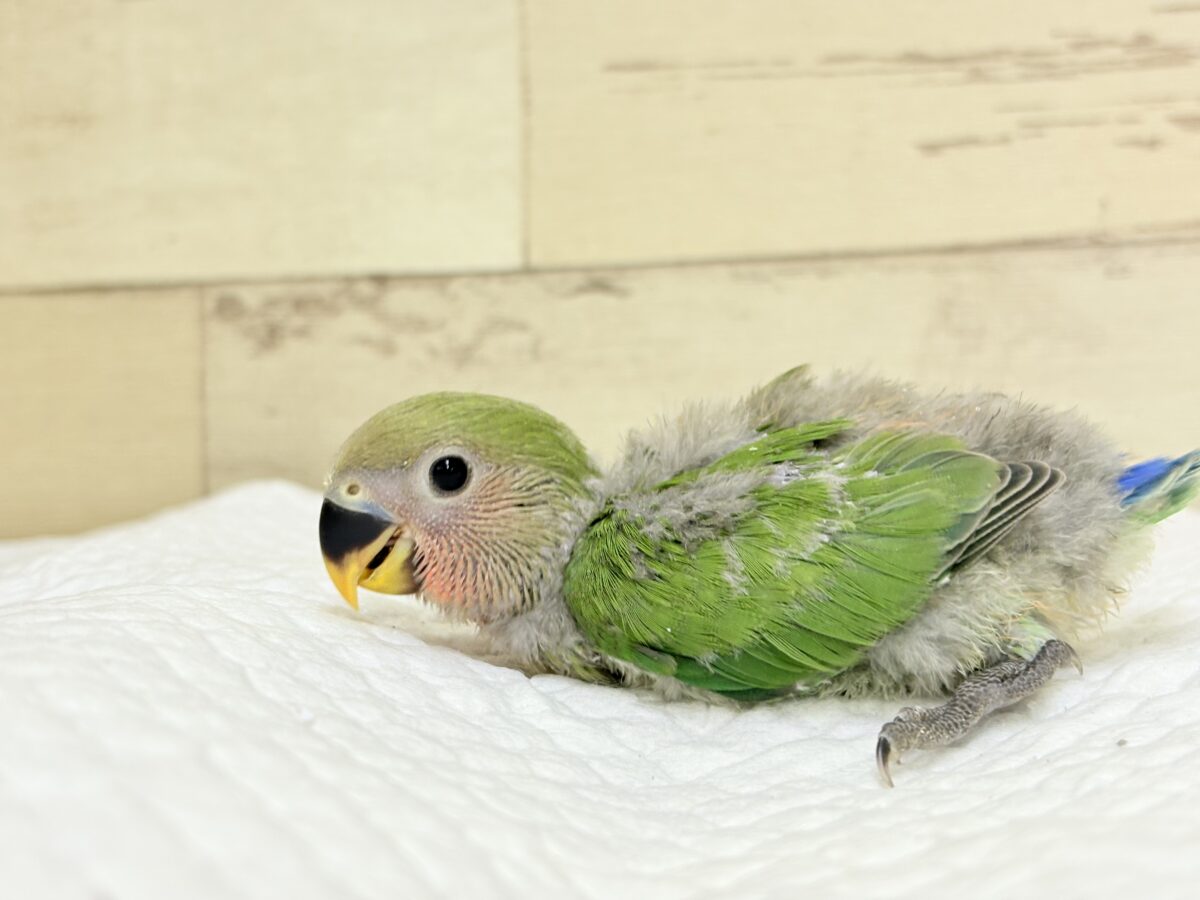 コザクラインコ（小桜インコ）