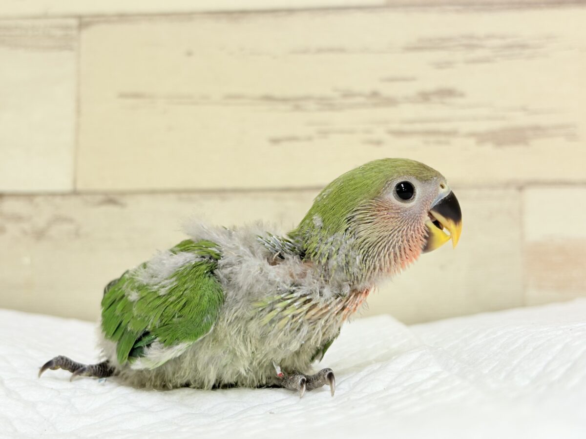 コザクラインコ（小桜インコ）