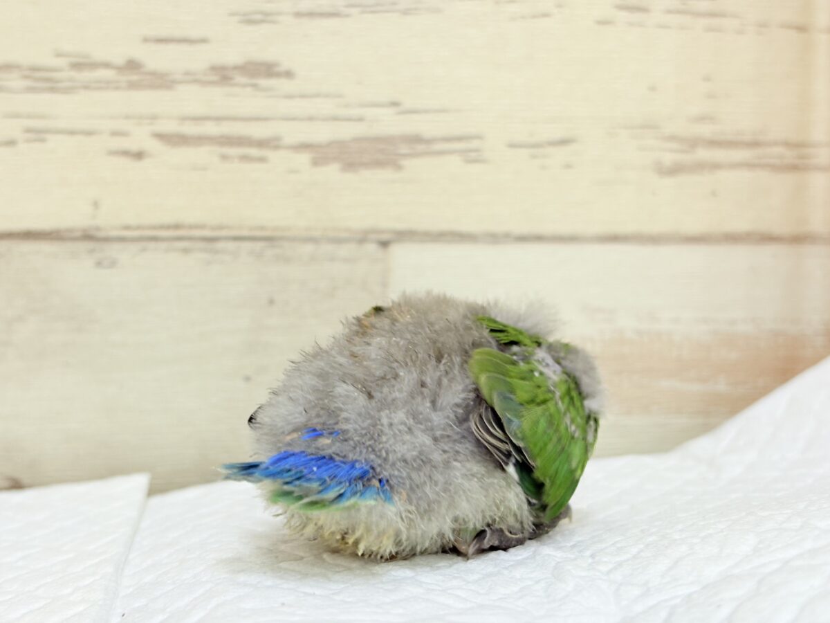 コザクラインコ（小桜インコ）