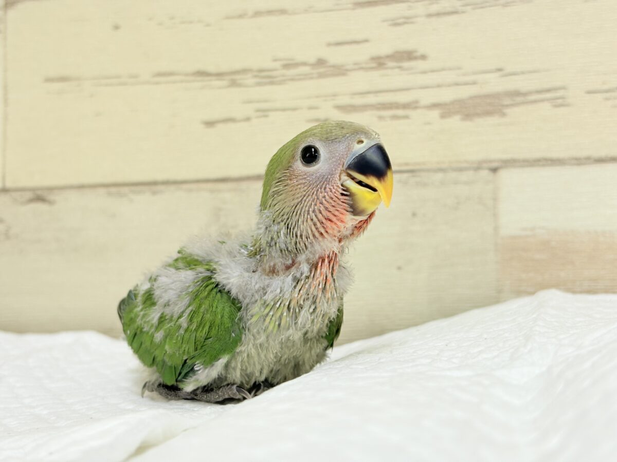 コザクラインコ（小桜インコ）