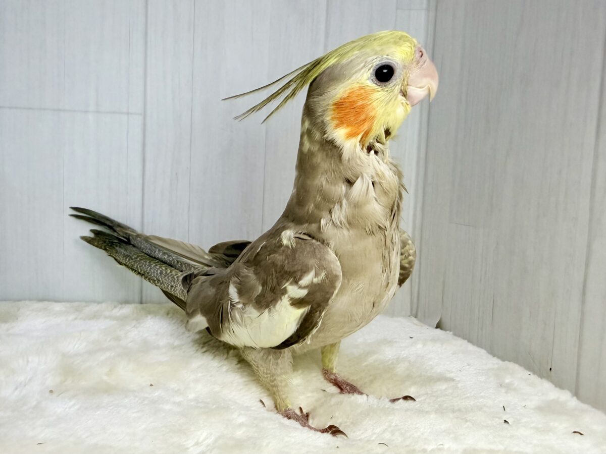 最新画像更新✨️どんどん馴れてきました〜オカメインコのヒナ(シナモン)入荷しました❤️ オカメインコ