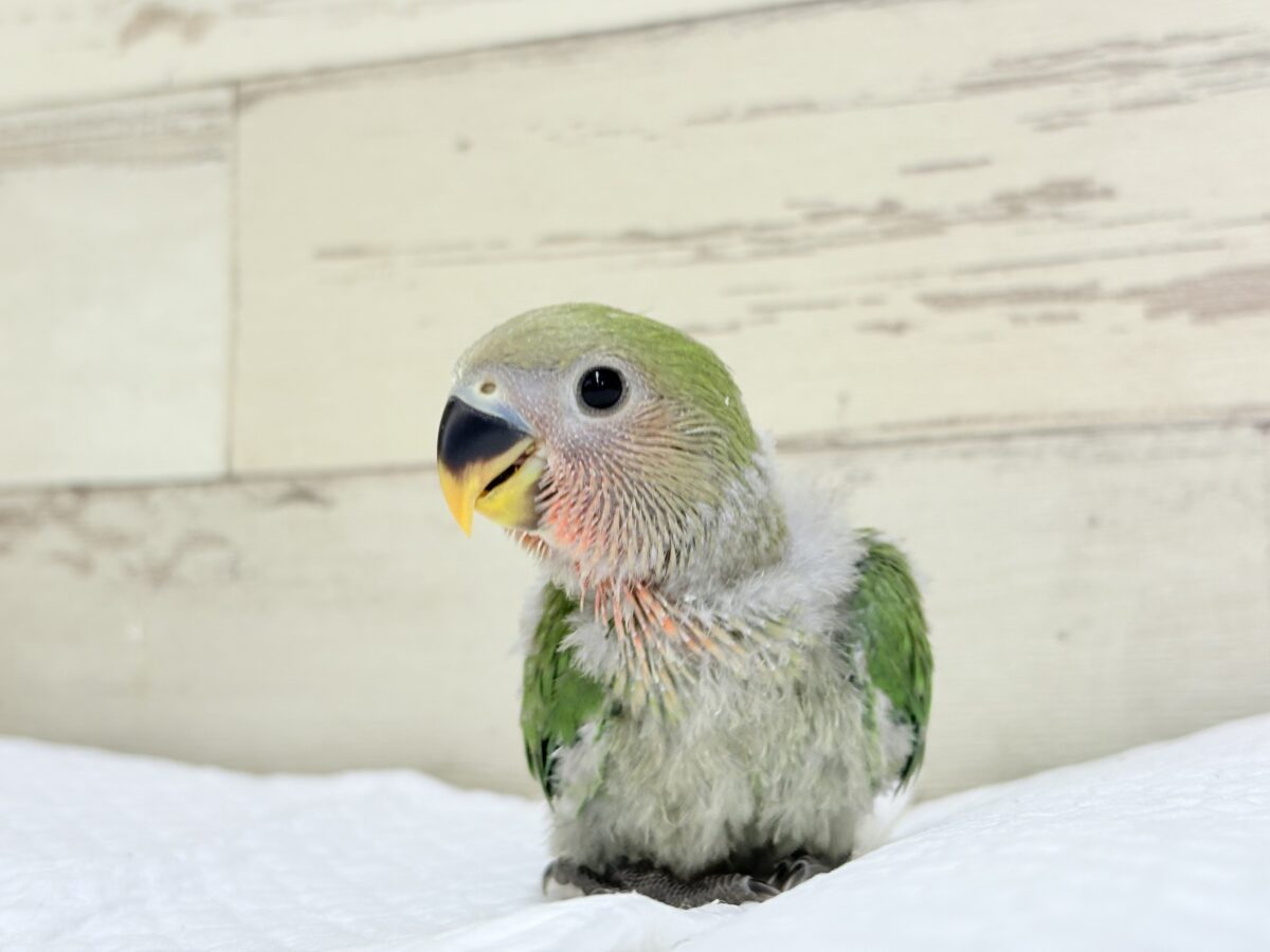 コザクラインコ（小桜インコ）