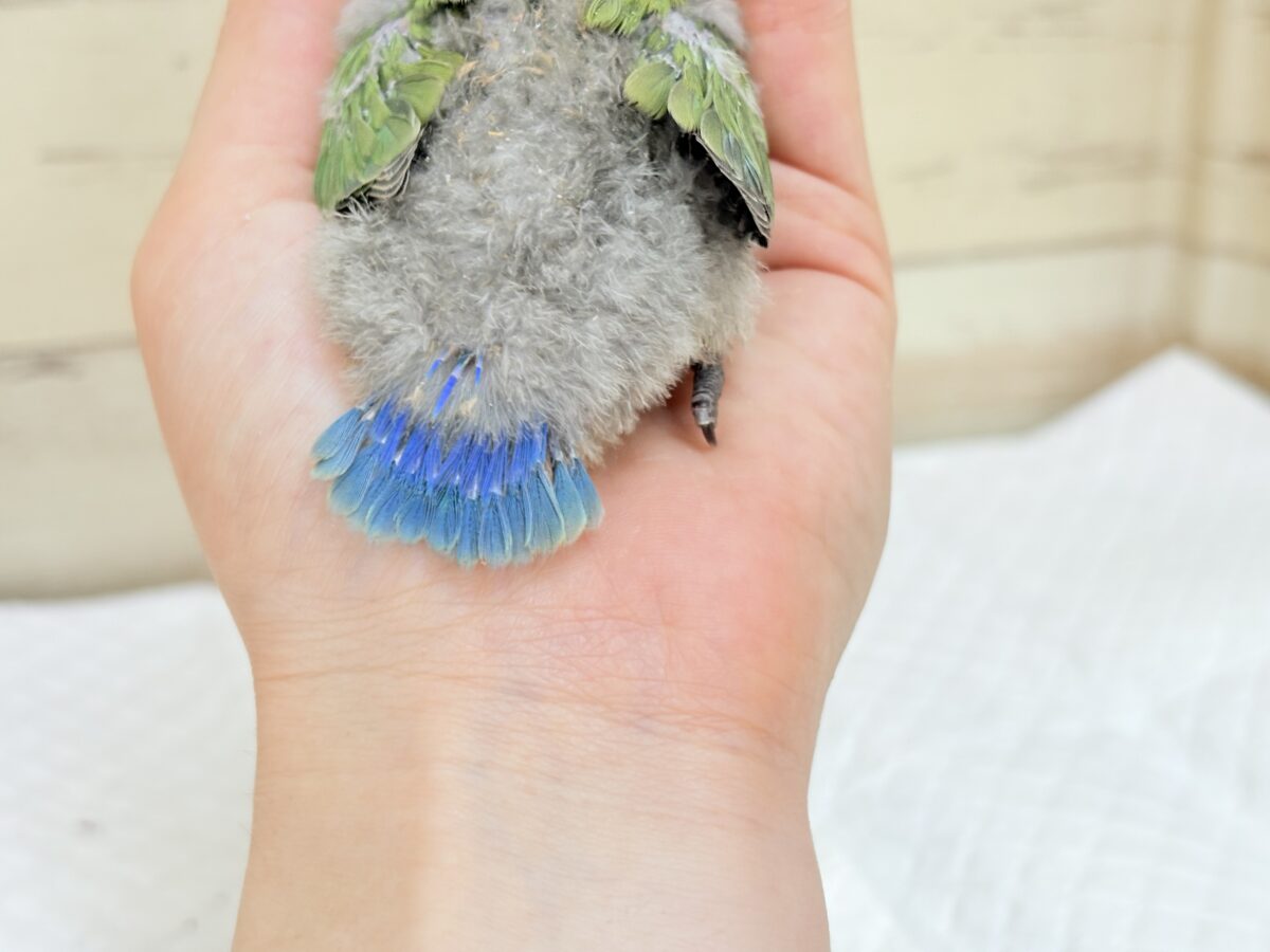 コザクラインコ（小桜インコ）