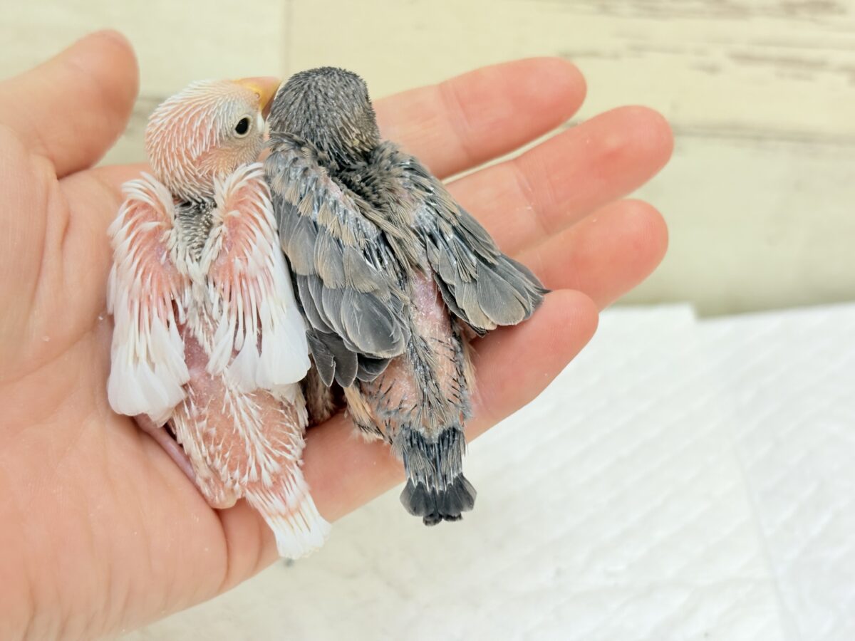 毎日がアピール合戦🐣⚔️💥桜文鳥・白文鳥 ヒナ 桜文鳥