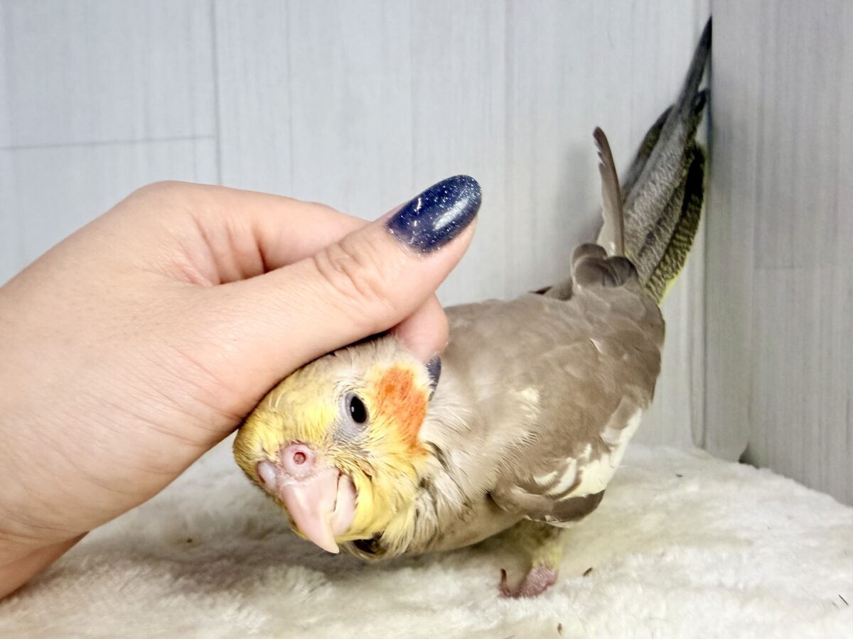最新画像更新✨️どんどん馴れてきました〜オカメインコのヒナ(シナモン)入荷しました❤️ オカメインコ