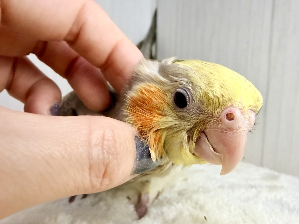 最新画像更新✨️どんどん馴れてきました〜オカメインコのヒナ(シナモン)入荷しました❤️ オカメインコ