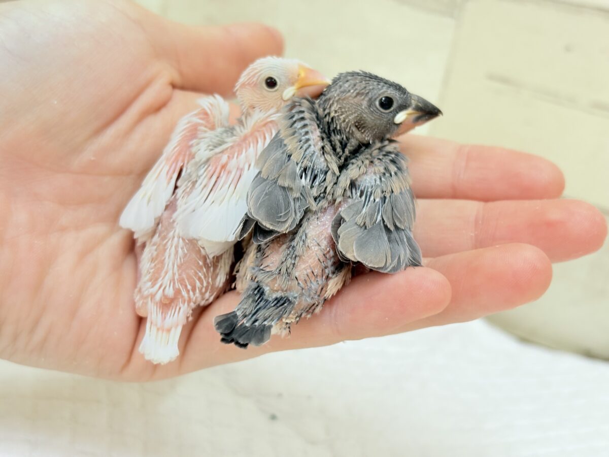 桜文鳥