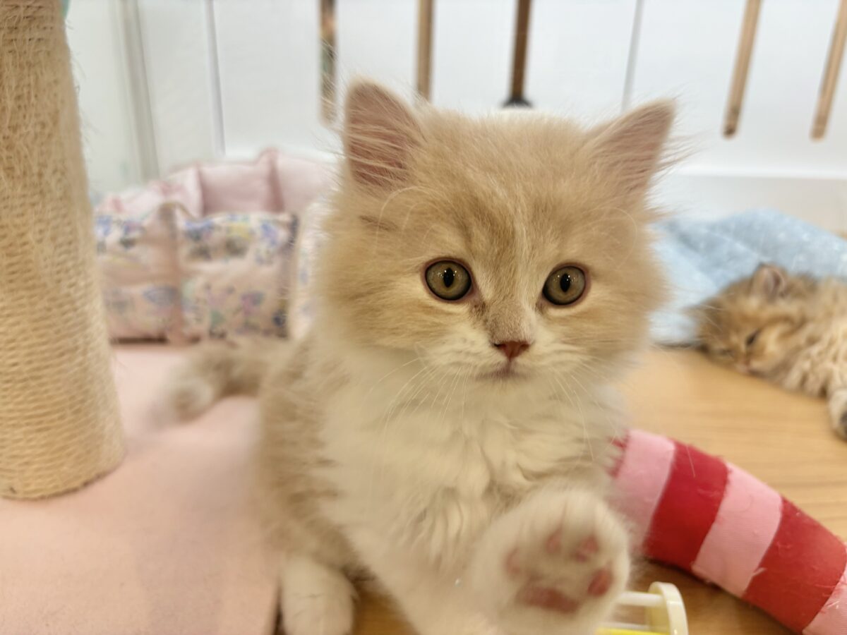 スコティッシュフォールド