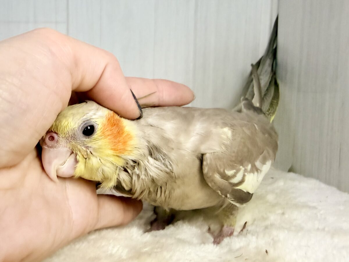 最新画像更新✨️どんどん馴れてきました〜オカメインコのヒナ(シナモン)入荷しました❤️ オカメインコ