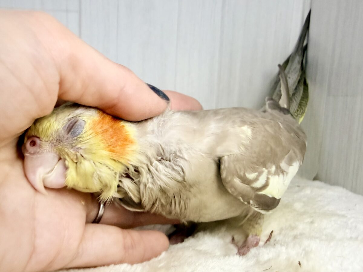 最新画像更新✨️どんどん馴れてきました〜オカメインコのヒナ(シナモン)入荷しました❤️ オカメインコ