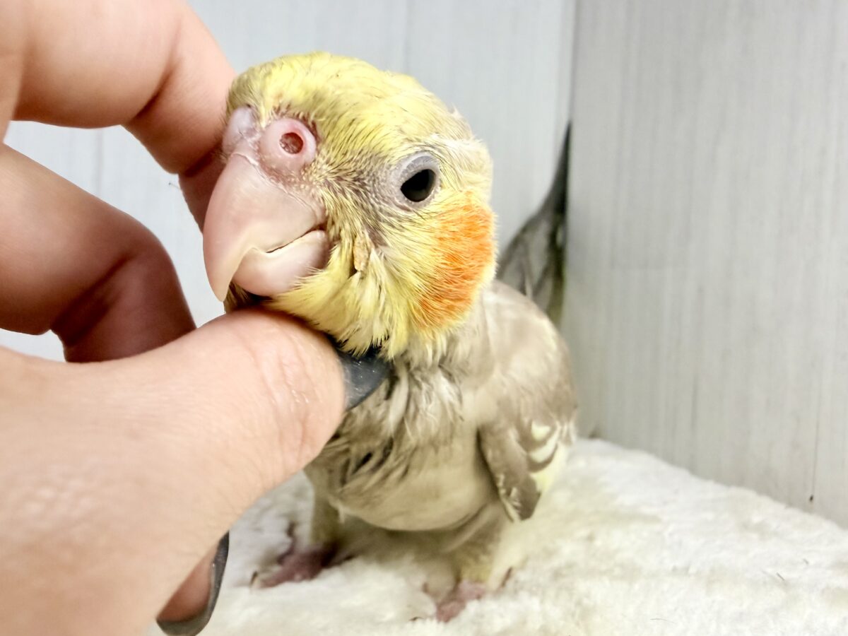 最新画像更新✨️どんどん馴れてきました〜オカメインコのヒナ(シナモン)入荷しました❤️ オカメインコ