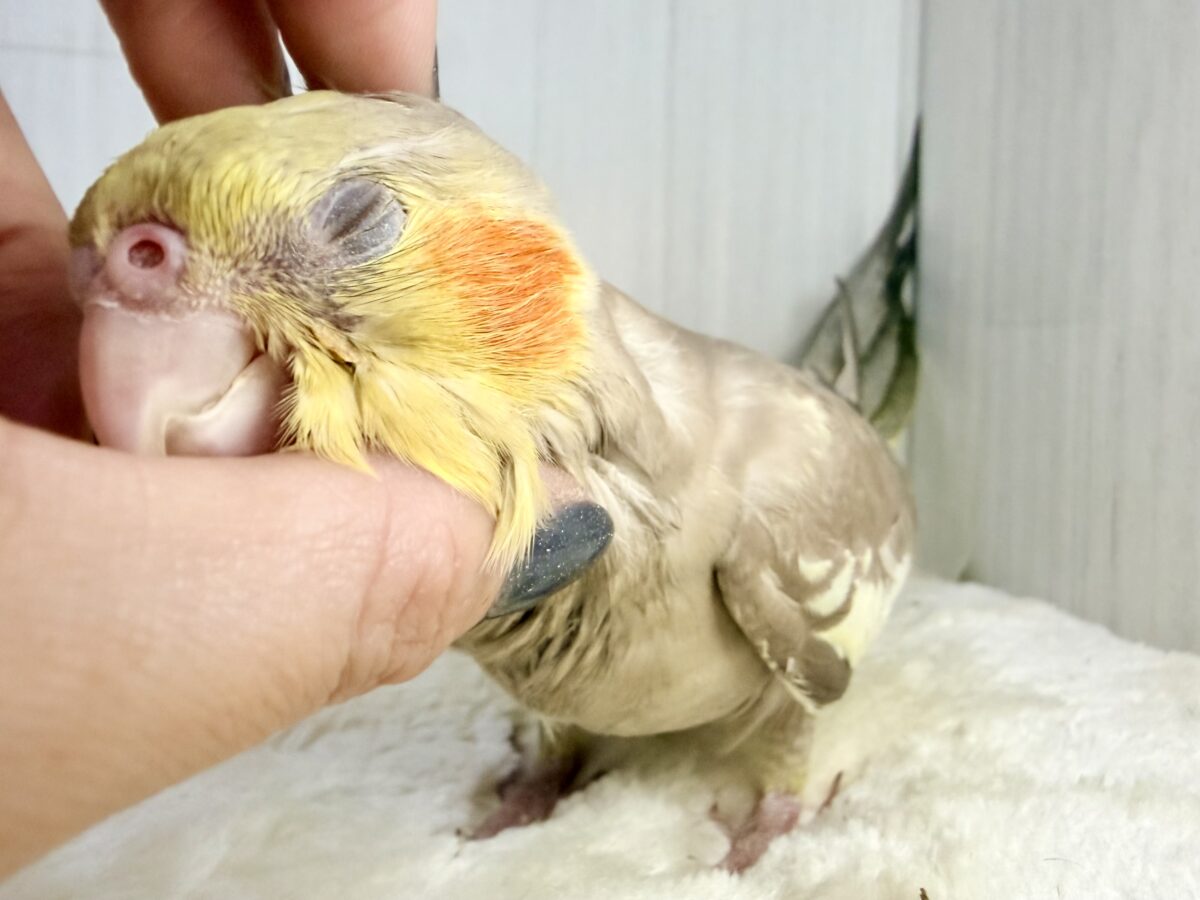 最新画像更新✨️どんどん馴れてきました〜オカメインコのヒナ(シナモン)入荷しました❤️ オカメインコ