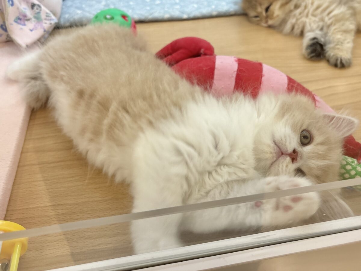 スコティッシュフォールド