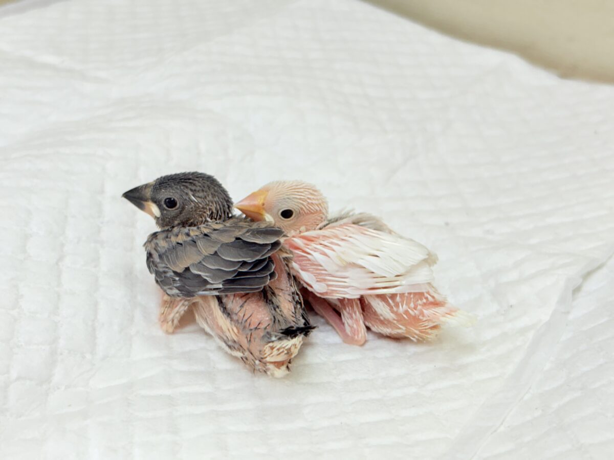毎日がアピール合戦🐣⚔️💥桜文鳥・白文鳥 ヒナ 桜文鳥