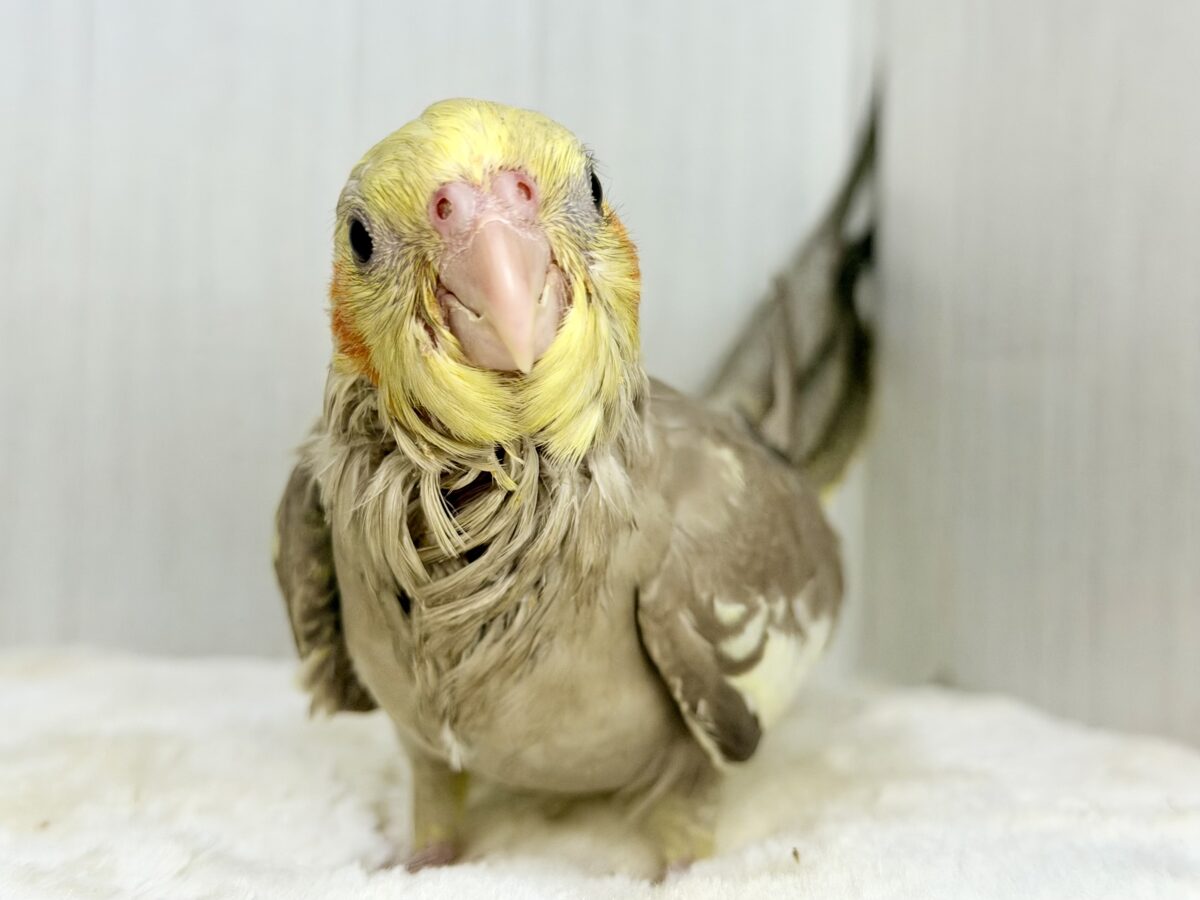 最新画像更新✨️どんどん馴れてきました〜オカメインコのヒナ(シナモン)入荷しました❤️