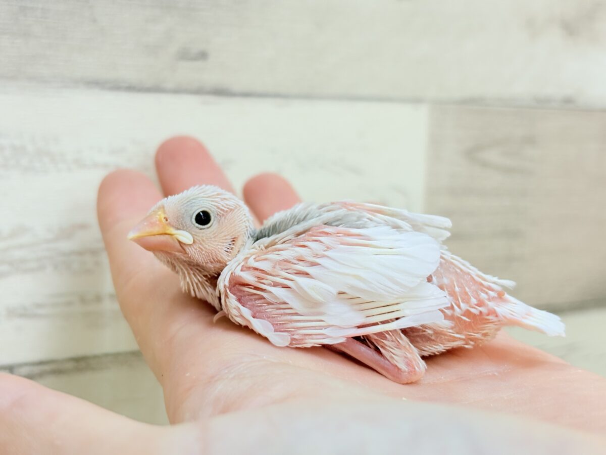桜文鳥
