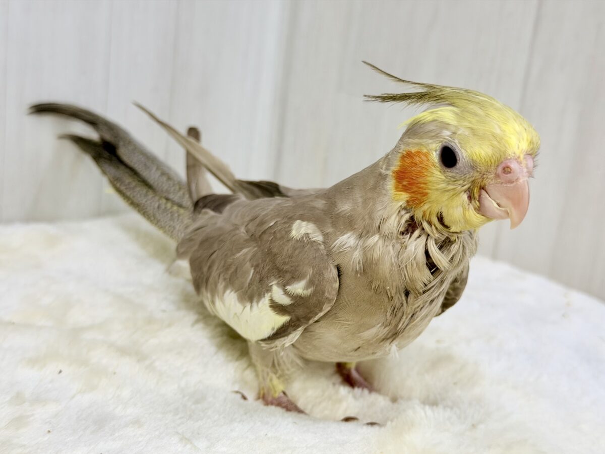 最新画像更新✨️どんどん馴れてきました〜オカメインコのヒナ(シナモン)入荷しました❤️ オカメインコ