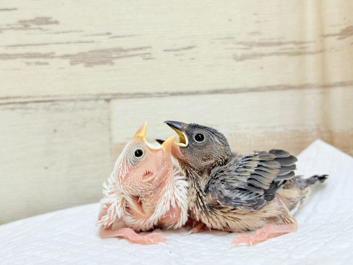 毎日がアピール合戦🐣⚔️💥桜文鳥・白文鳥 ヒナ 桜文鳥