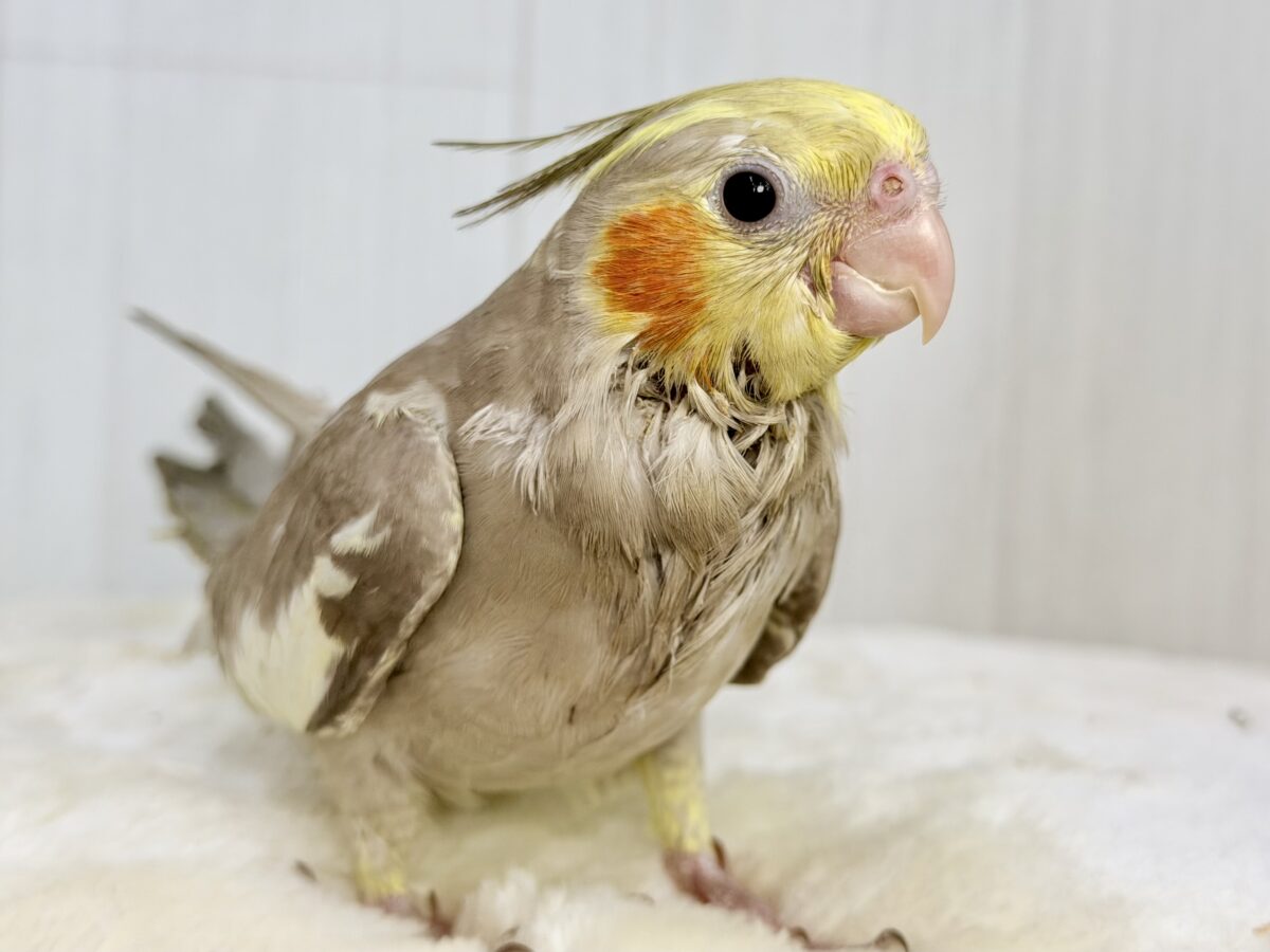 最新画像更新✨️どんどん馴れてきました〜オカメインコのヒナ(シナモン)入荷しました❤️ オカメインコ