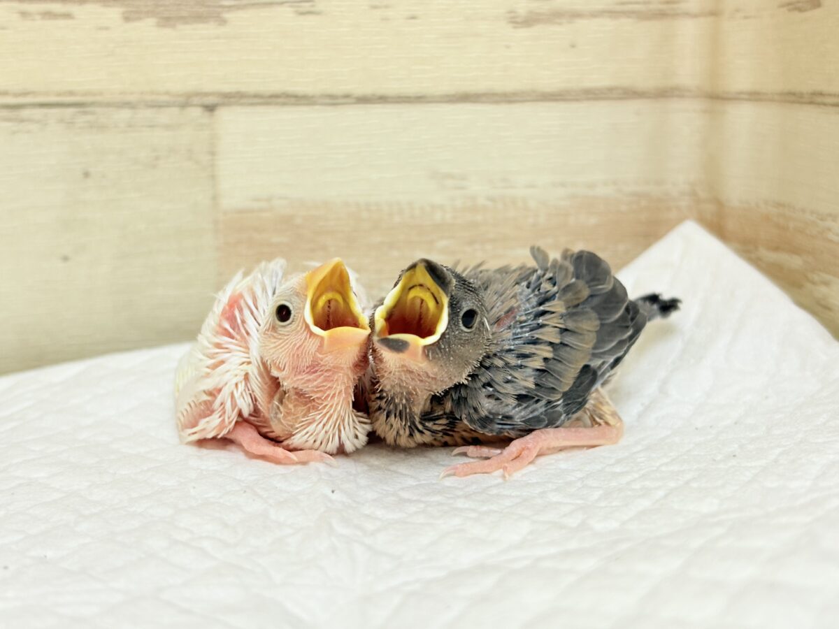 毎日がアピール合戦🐣⚔️💥桜文鳥・白文鳥 ヒナ 桜文鳥