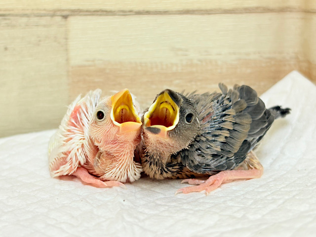 毎日がアピール合戦🐣⚔️💥桜文鳥・白文鳥 ヒナ 毎日がアピール合戦🐣⚔️💥桜文鳥・白文鳥 ヒナ