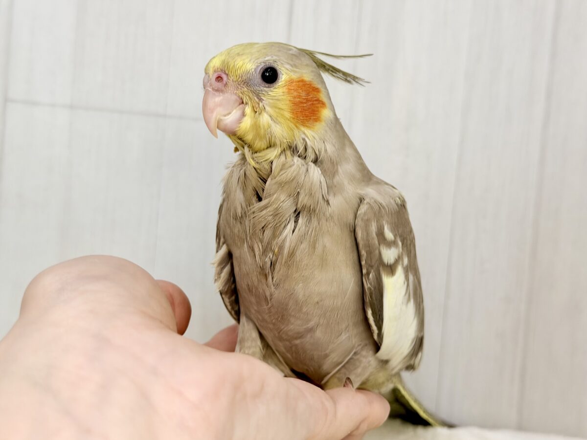 最新画像更新✨️どんどん馴れてきました〜オカメインコのヒナ(シナモン)入荷しました❤️ オカメインコ