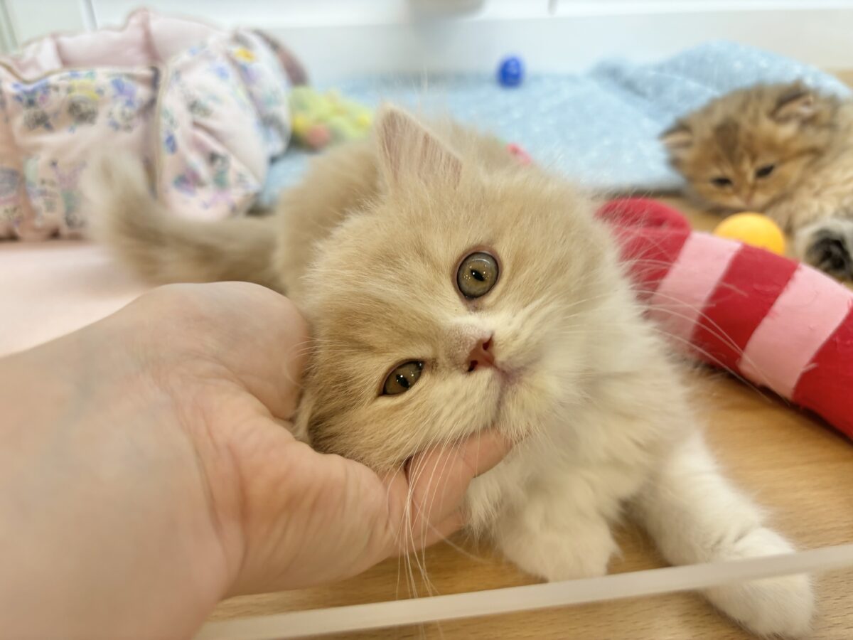 スコティッシュフォールド