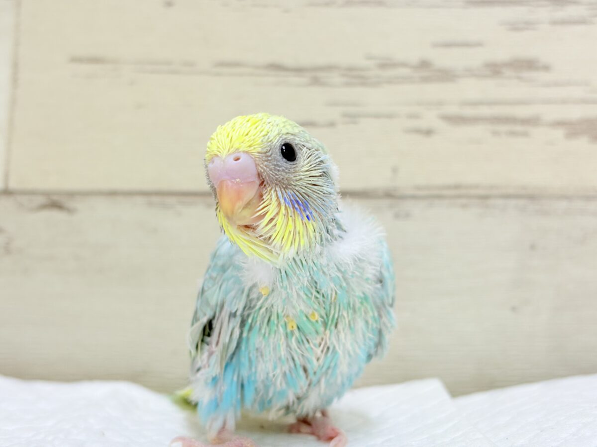 セキセイインコ