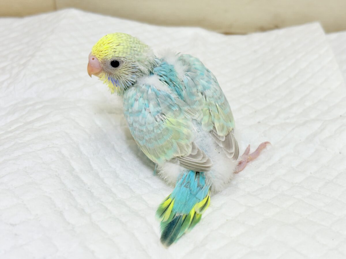 セキセイインコ