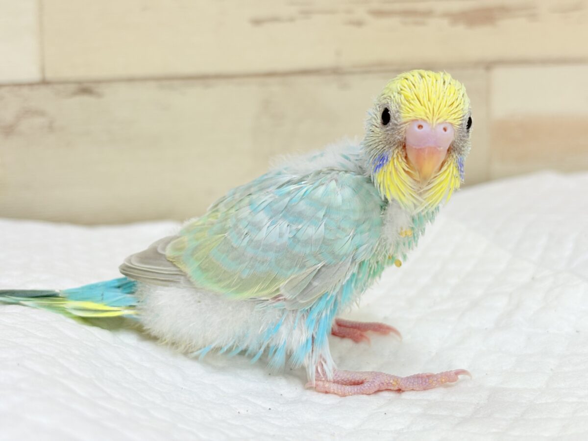 セキセイインコ