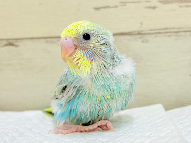 一緒に冒険始めよう！🐣🔎セキセイインコ(パステルレインボー) ヒナ