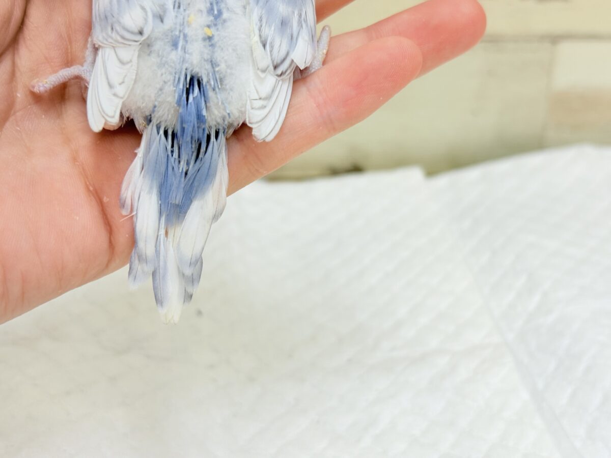 セキセイインコ