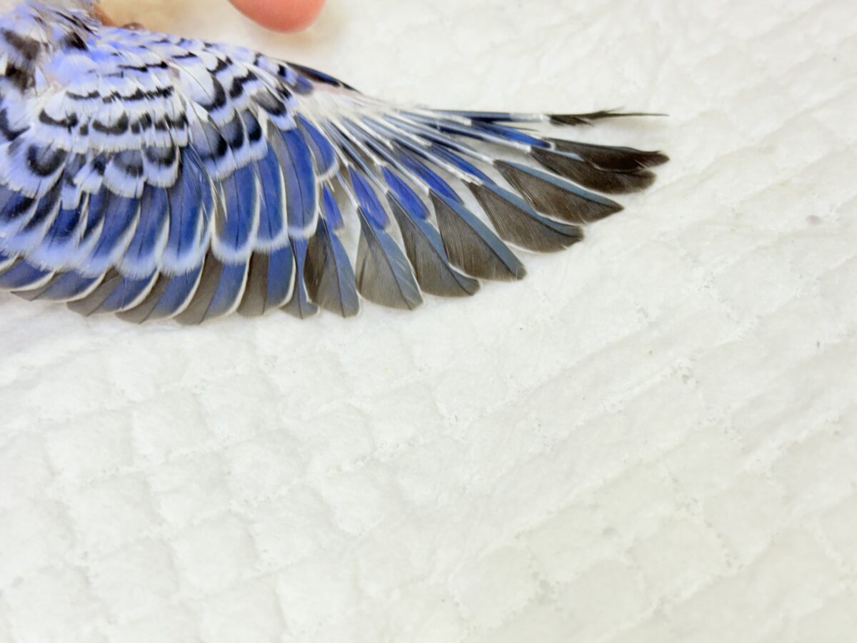 セキセイインコ