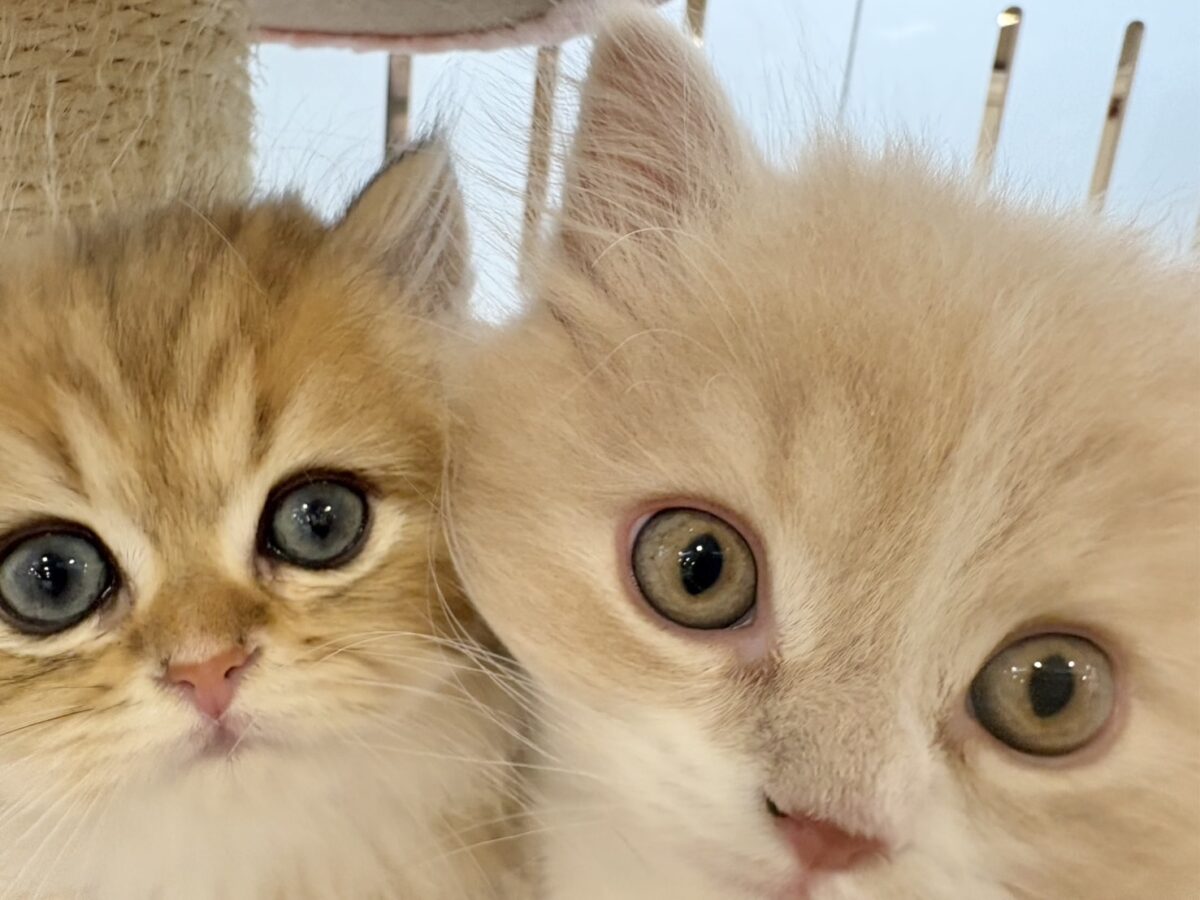 ブリティッシュショートヘア