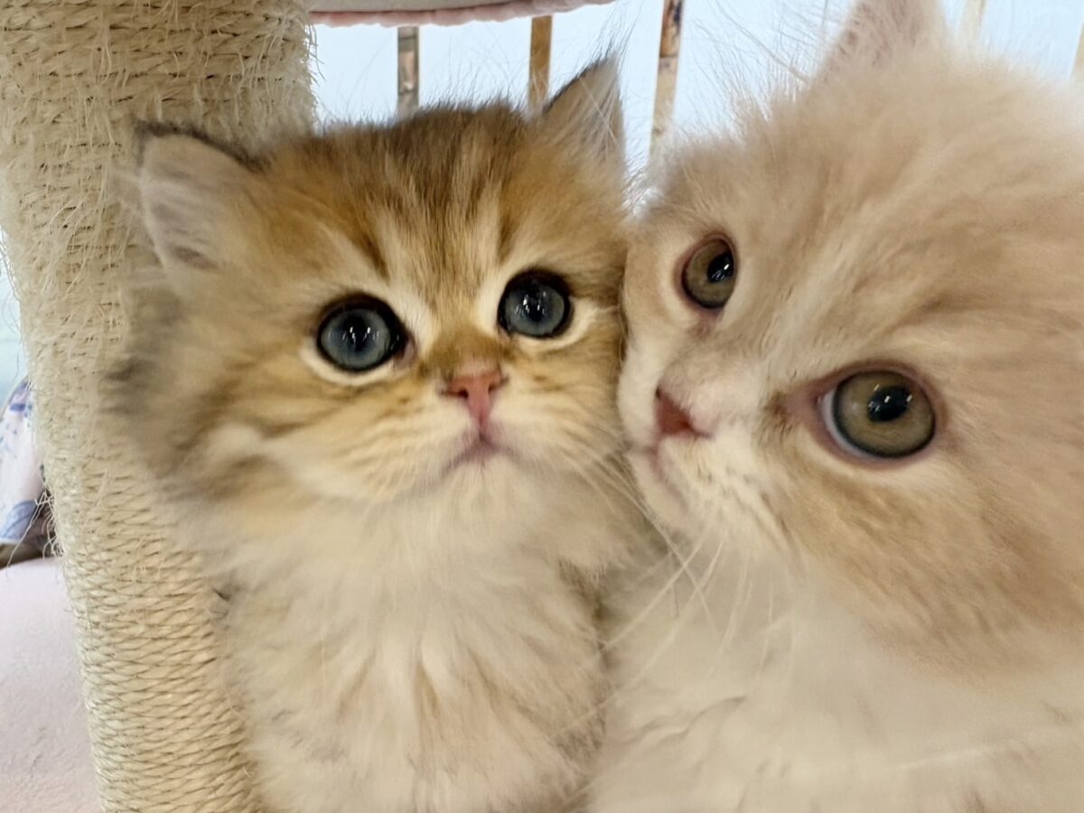 ブリティッシュショートヘア