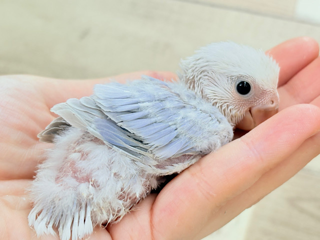 透明感たっぷりの淡カラー🐣🪻🫧コザクラインコ(ダイリュートバイオレットシナモンオパーリン) ヒナ