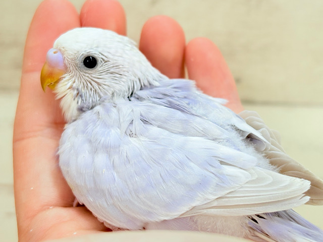 淡〜い色味の魅力は底なし𓈒𓏸︎︎︎︎ 𓈒𓂂𓏸セキセイインコ(ライラック) ヒナ