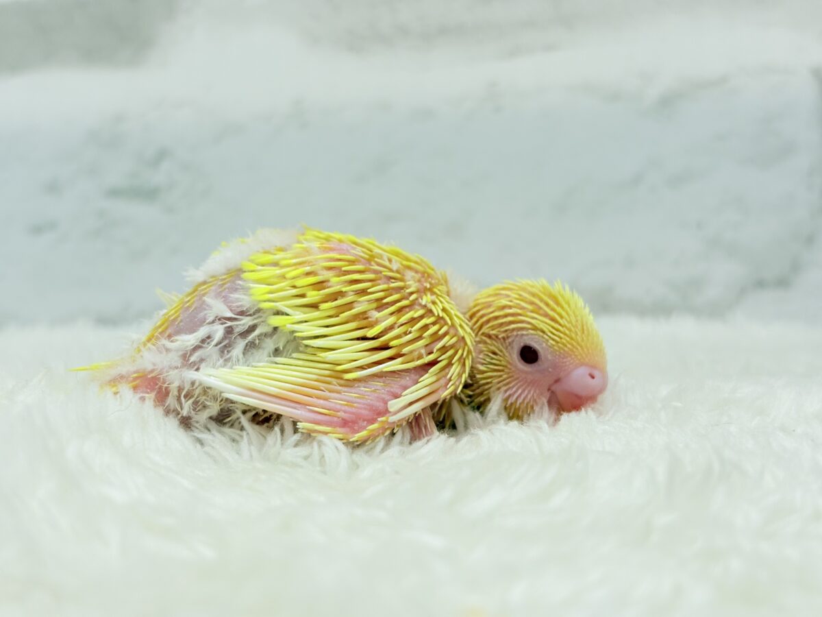 セキセイインコ