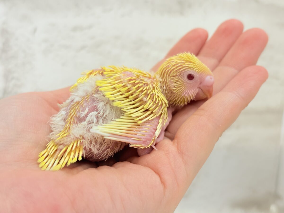 セキセイインコ