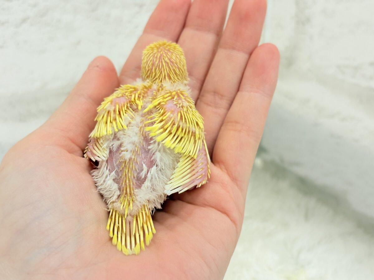 セキセイインコ