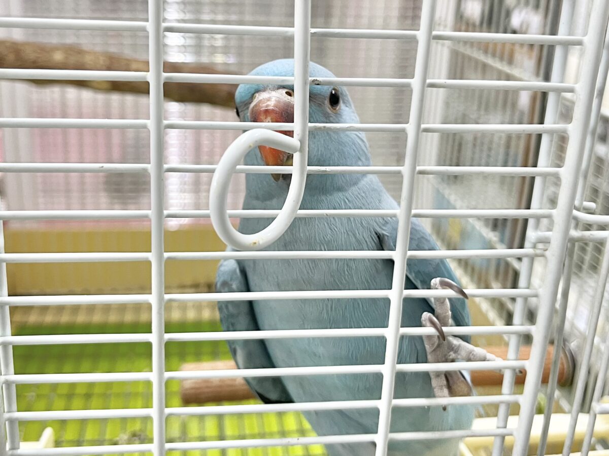 ワカケホンセイインコ（月の輪インコ）