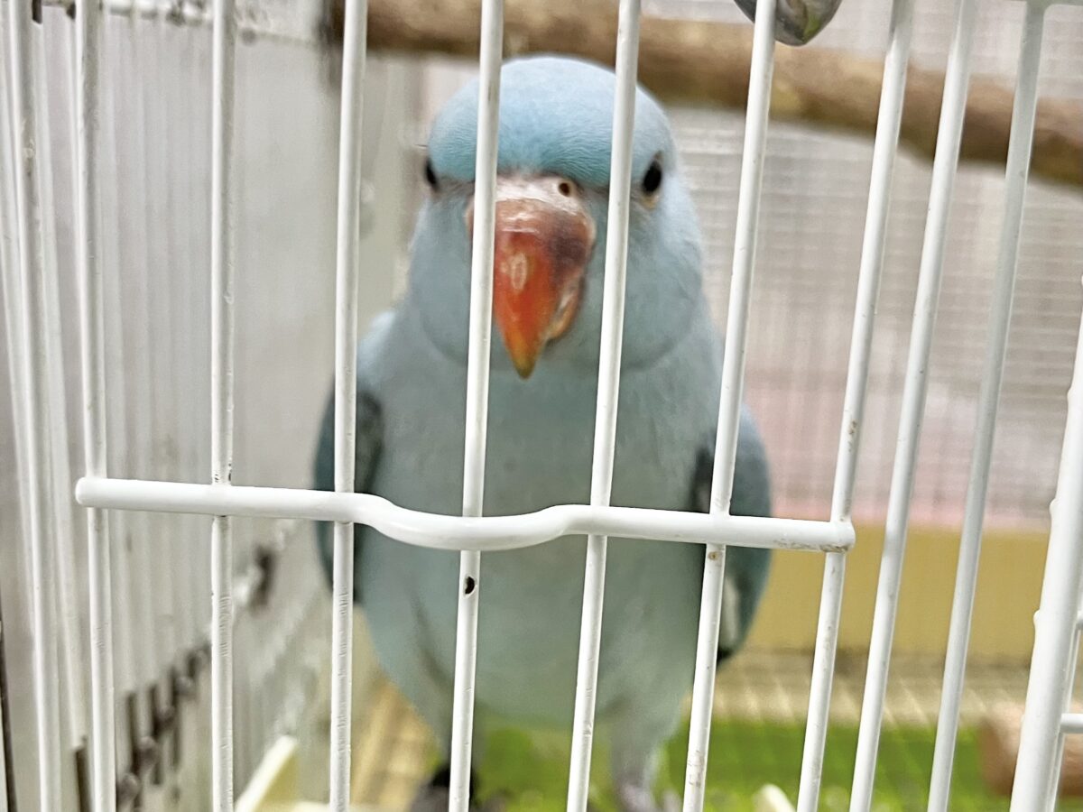 ワカケホンセイインコ（月の輪インコ）
