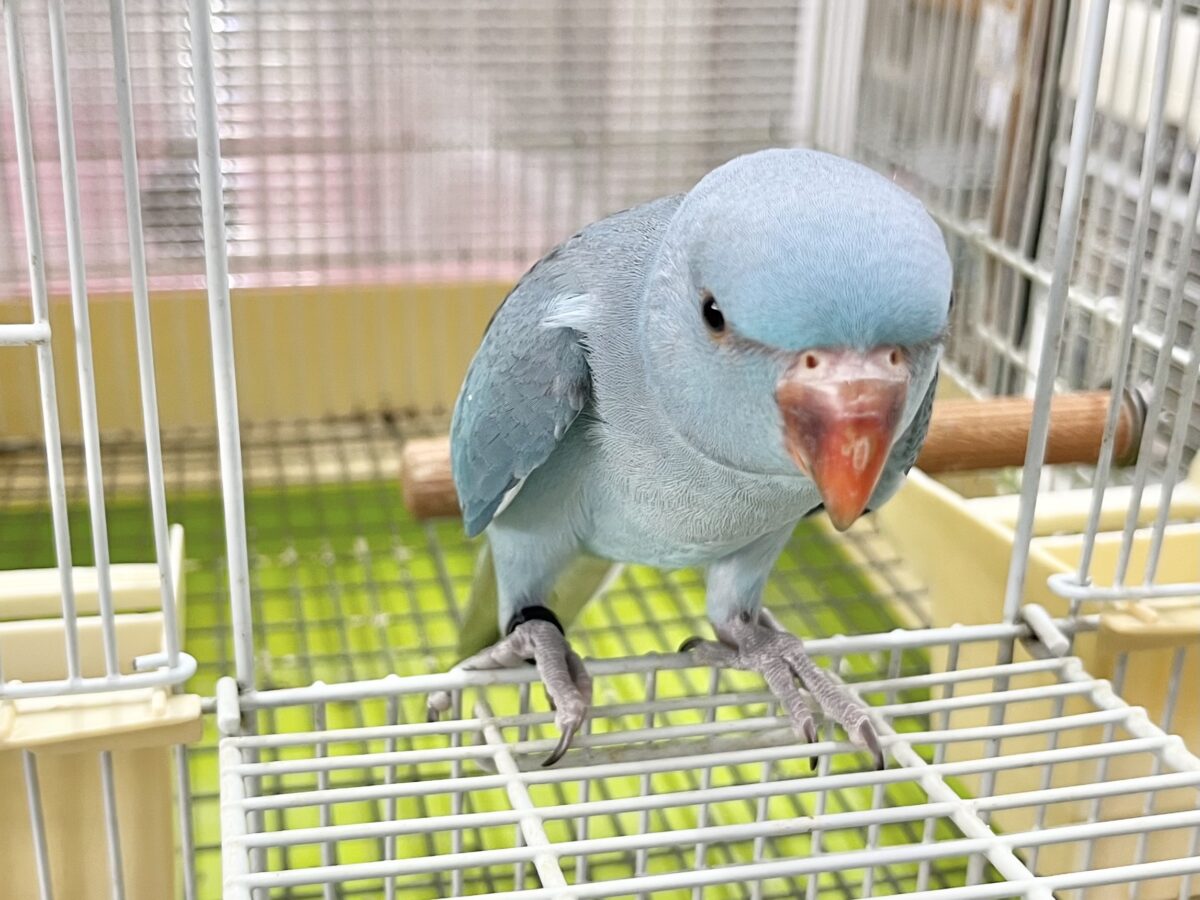 ワカケホンセイインコ（月の輪インコ）