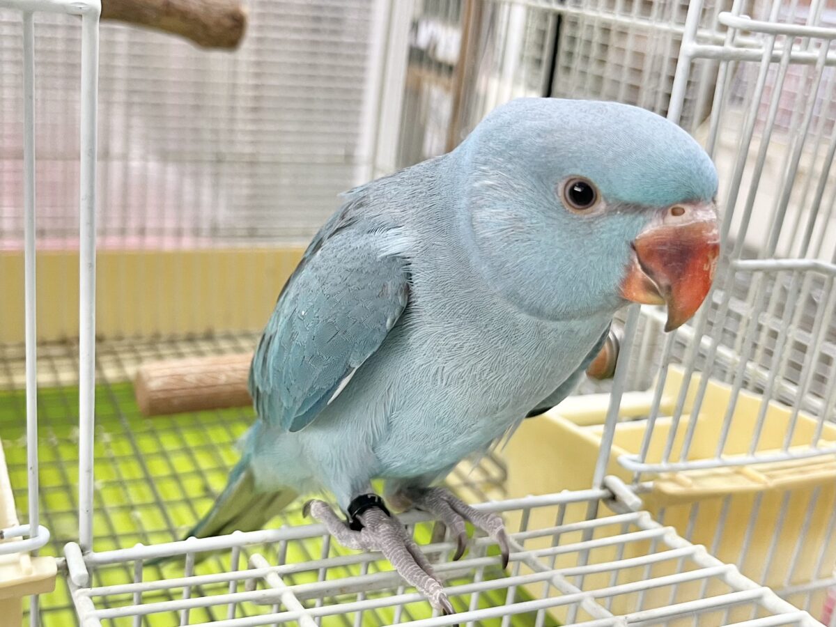 ワカケホンセイインコ（月の輪インコ）