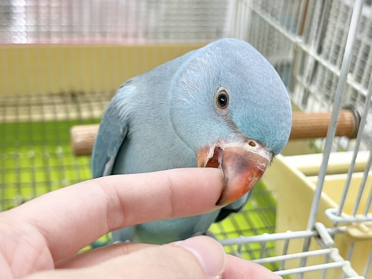🆙最新画像あり‼️】目指せおしゃべりバード🦜🩵✨ ワカケホンセイ