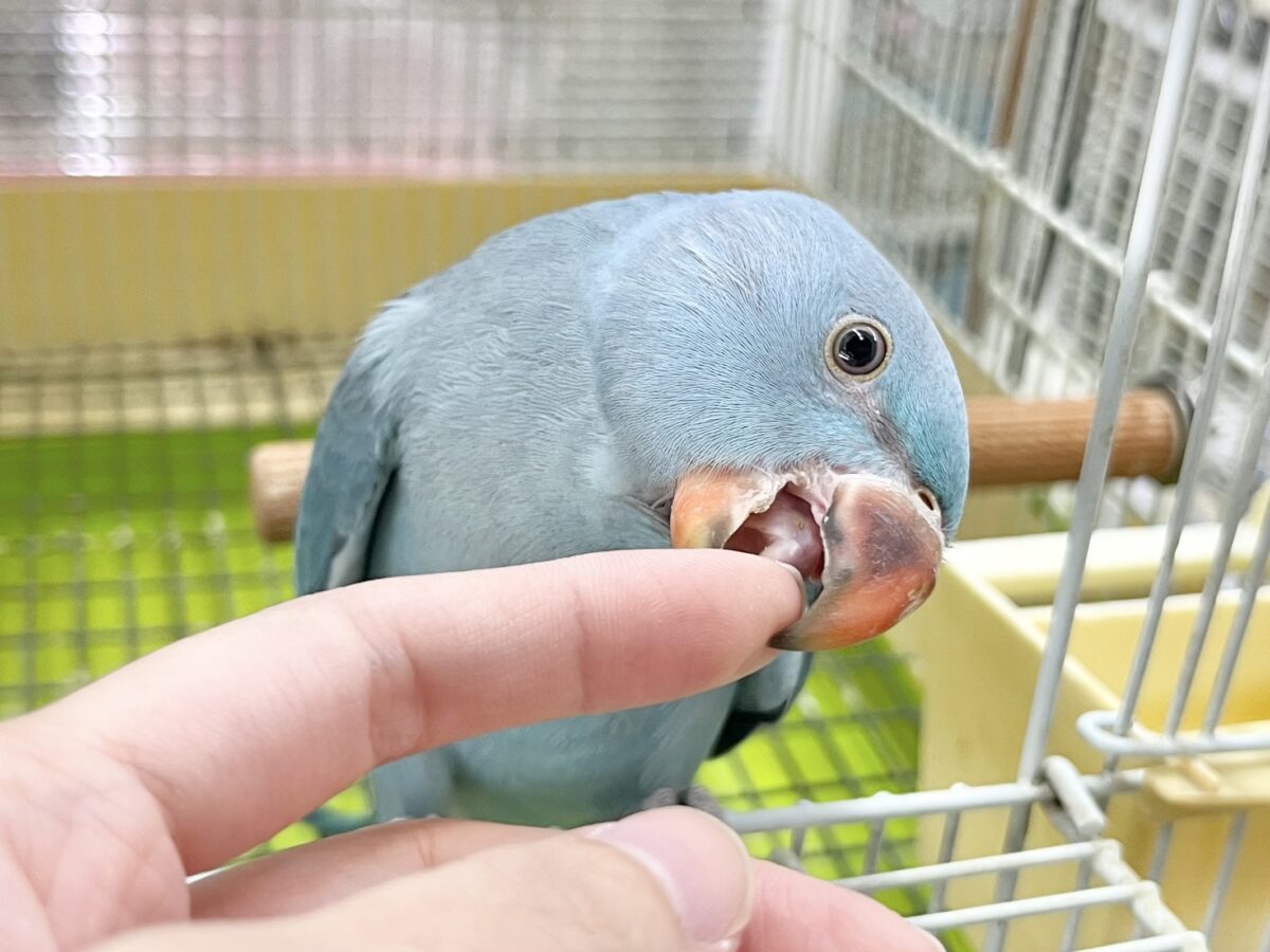 ワカケホンセイインコ（月の輪インコ）