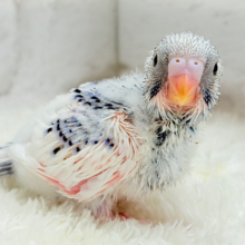 カメラ目線が得意なんですっ♥セキセイインコ(パイド) ヒナ