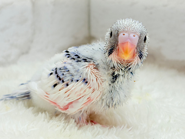 カメラ目線が得意なんですっ♥セキセイインコ(パイド) ヒナ