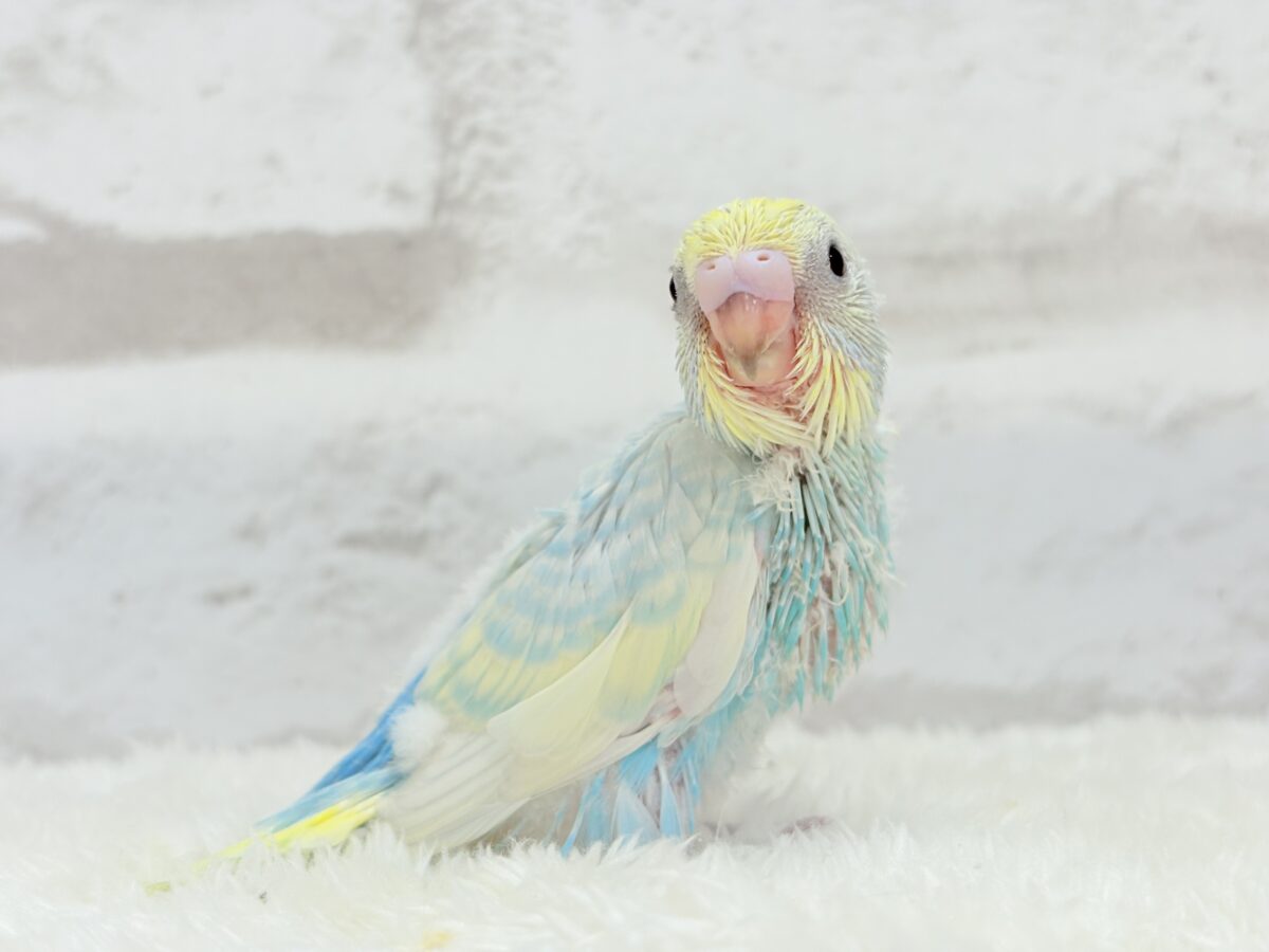 セキセイインコ