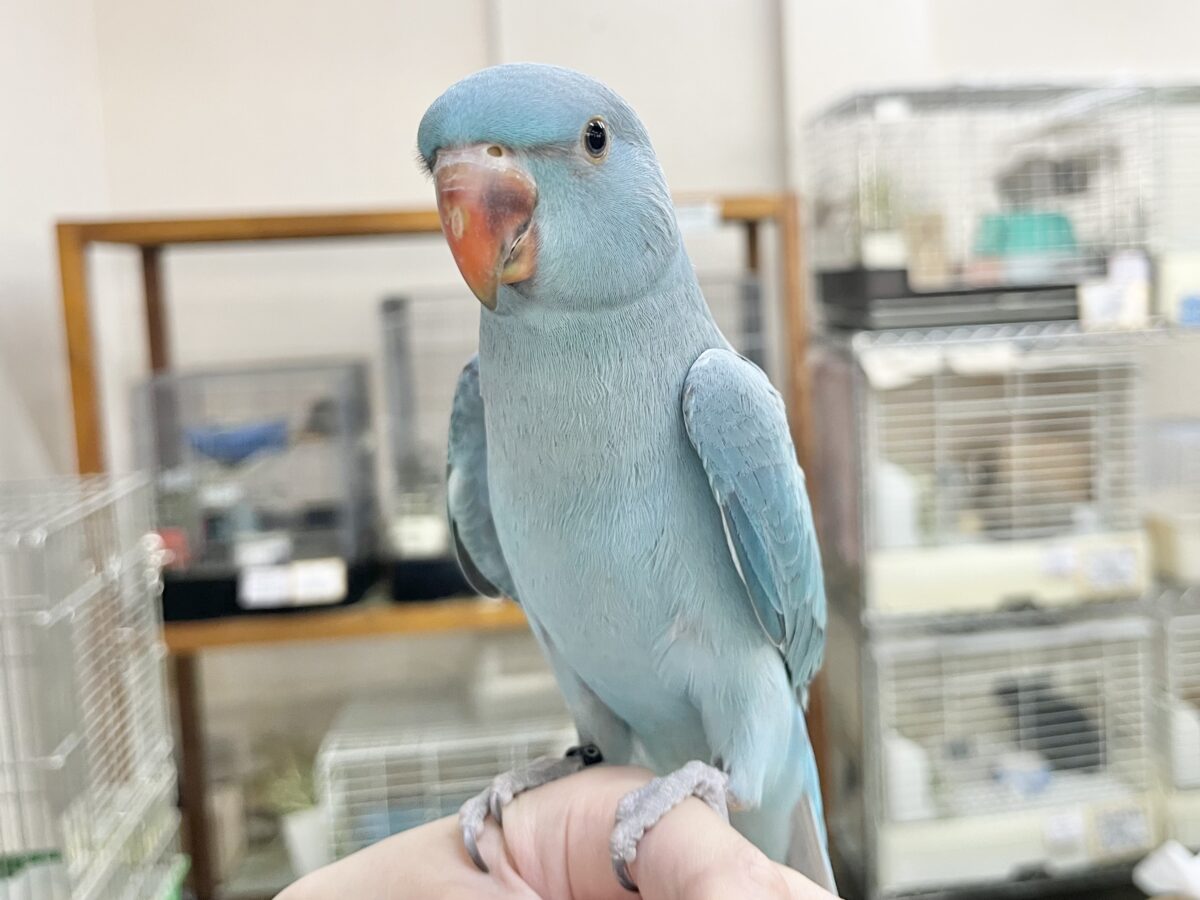 ワカケホンセイインコ（月の輪インコ）